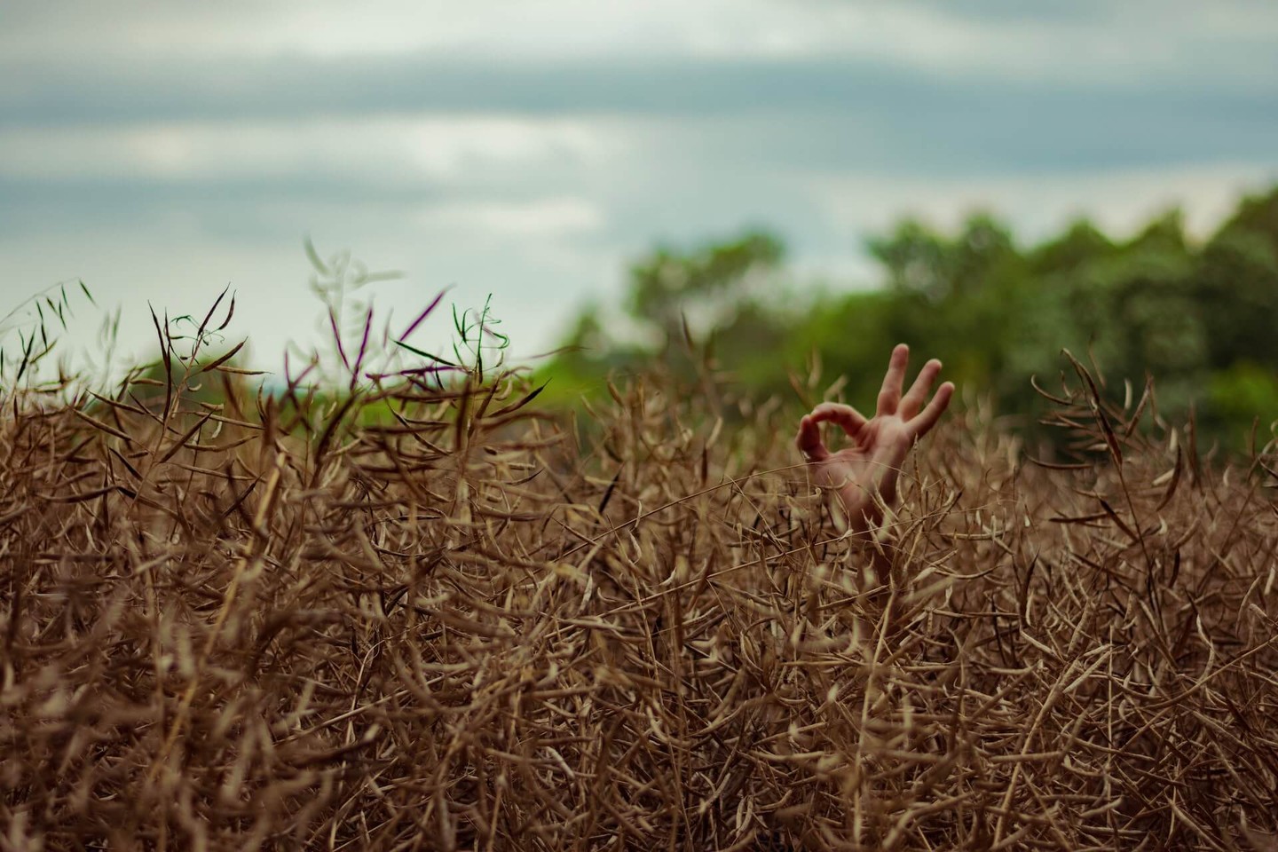 Person holding doing an 'Ok' symbol with their hand in a hedge Person holding doing an 'Ok' symbol with their hand in a hedge